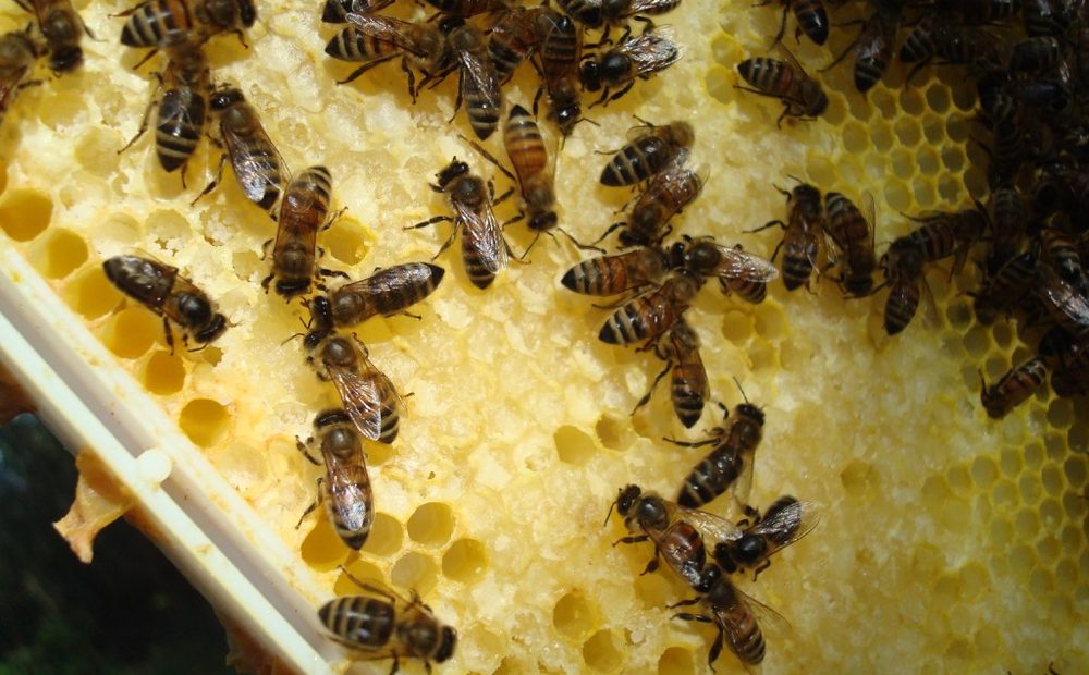 my bee yard behind the shop — the full row of hives, wide shot showing how many I run (placeholder)
