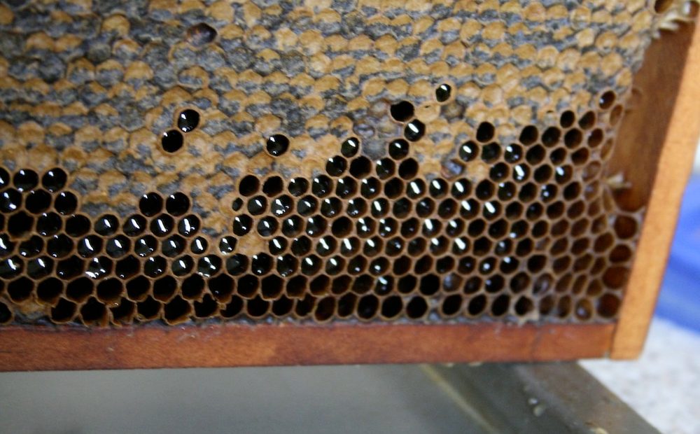 me uncapping a honey frame over the tub, cappings falling away (placeholder)