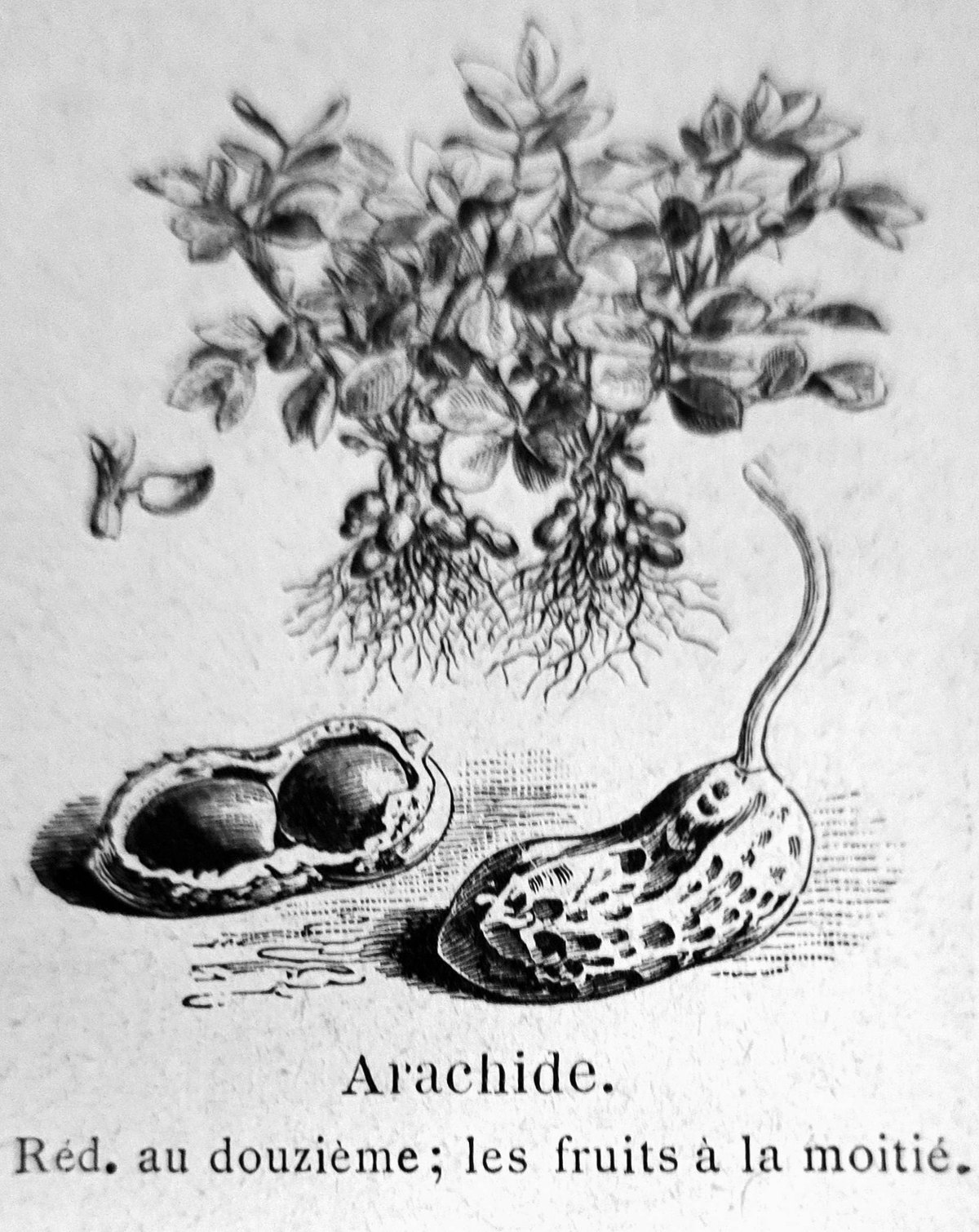 A 19th-century botanical plate of the peanut, showing the flower above ground and the pods buried below — the habit that gives Arachis hypogaea its name