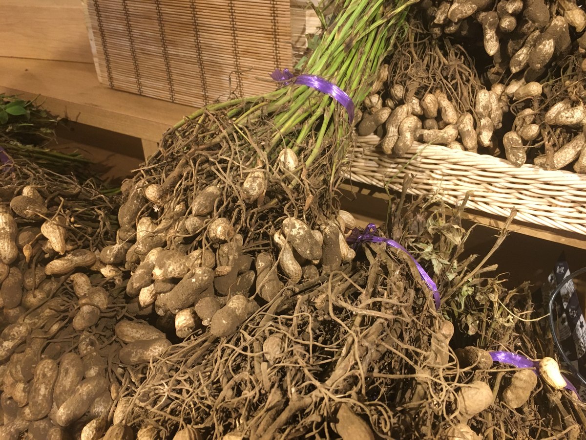 Just-lifted peanut plants, pods still on the roots — this is what "green" means, and note that nothing about them is green