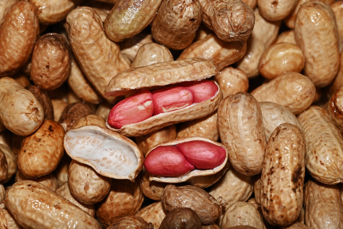Peanuts in the shell showing the red papery skin on the kernels