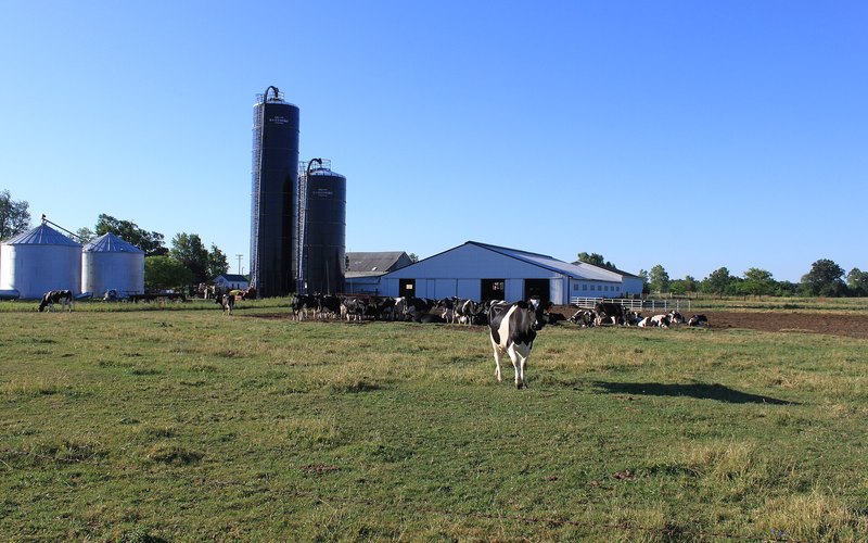 Cow