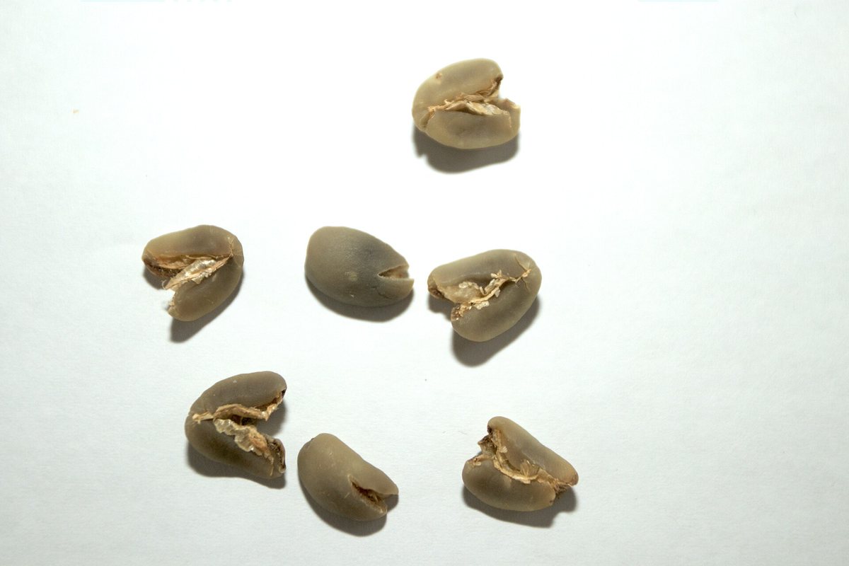 Defects: the beans graders pull out. One of these in your batch is a bad note in the cup that no brewing technique fixes