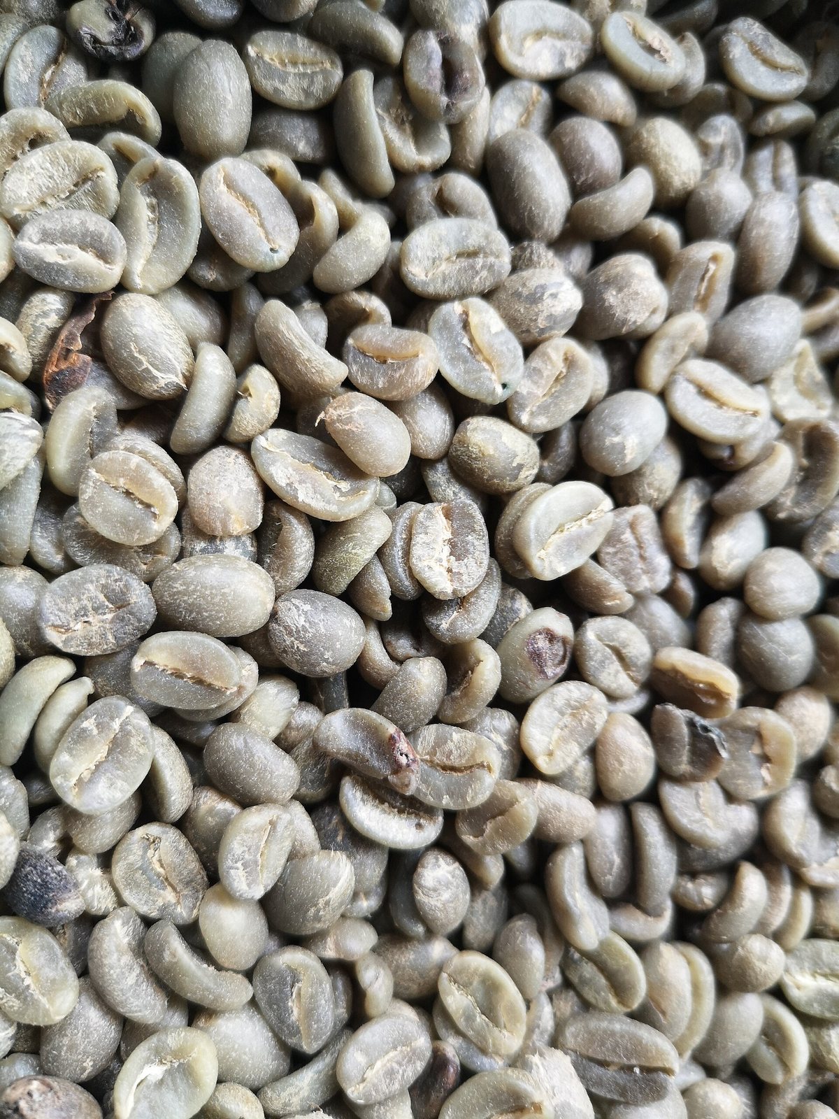 Green coffee — the actual traded commodity. Every flavour discussed on this page is still locked up in these, waiting on heat