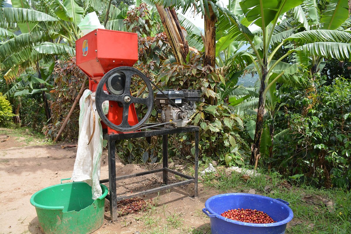 Hulling: the parchment comes off, and for the first time the thing in the machine looks like coffee