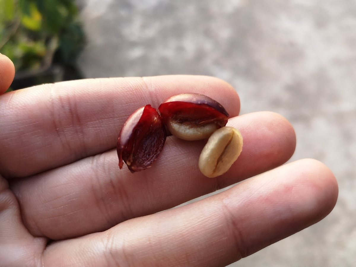 An opened cherry in the hand: the red skin, and the two flat-faced seeds that were pressed together inside it. That's the entire product — everything else is fruit