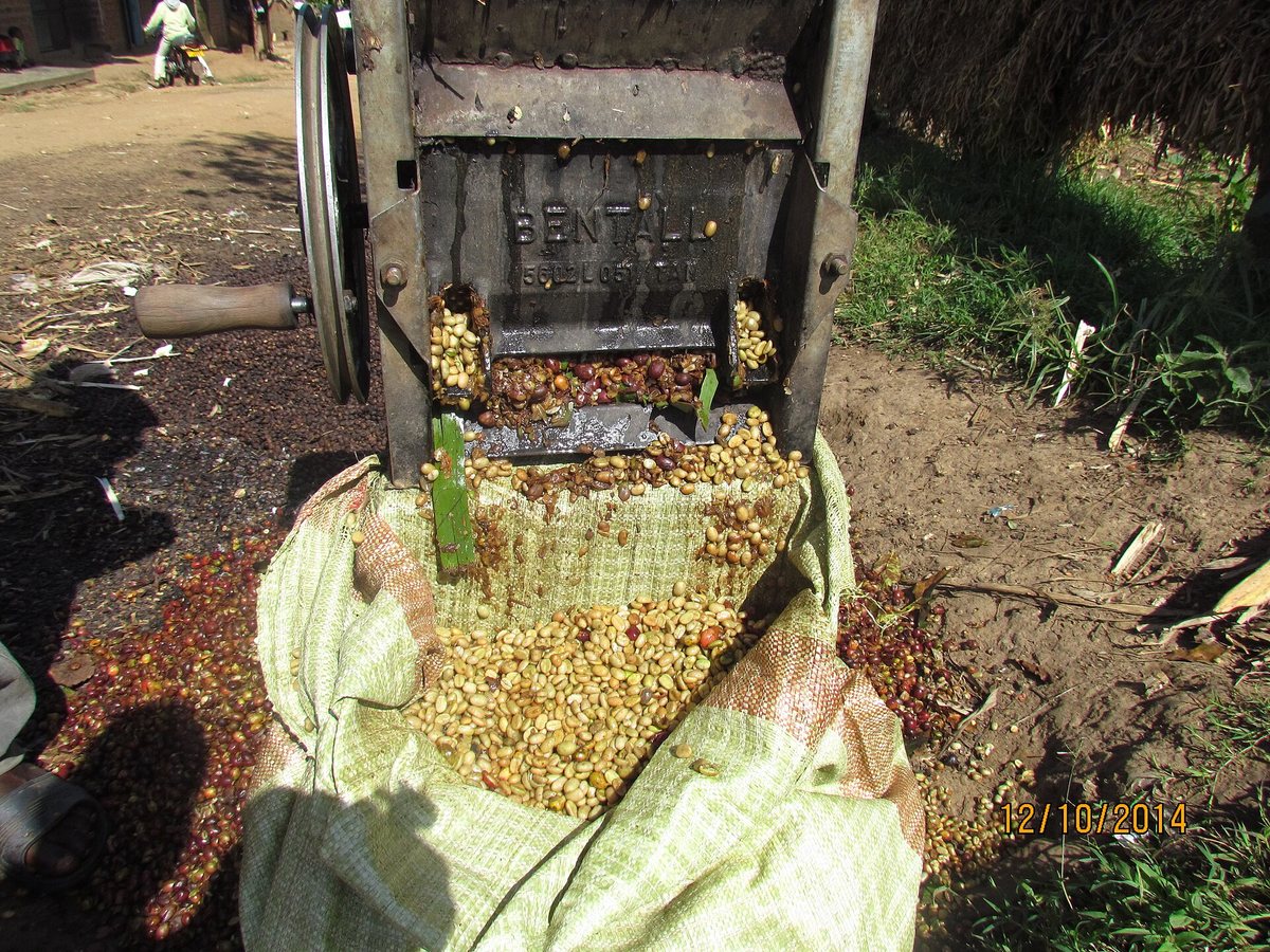 The depulper: cherries in the top, skin and flesh stripped off, parchment-covered seeds out the bottom. Step one of washed processing, and it happens within hours of picking