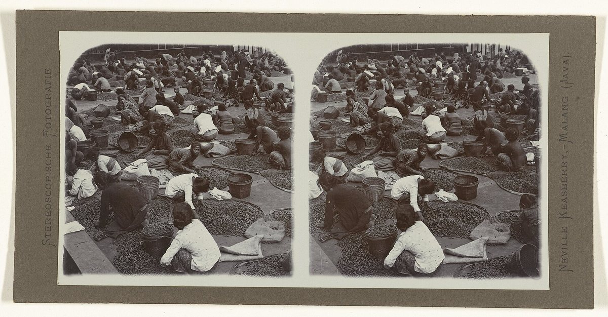 Sorting the pick, a century ago. This job still exists, still mostly done by eye and hand