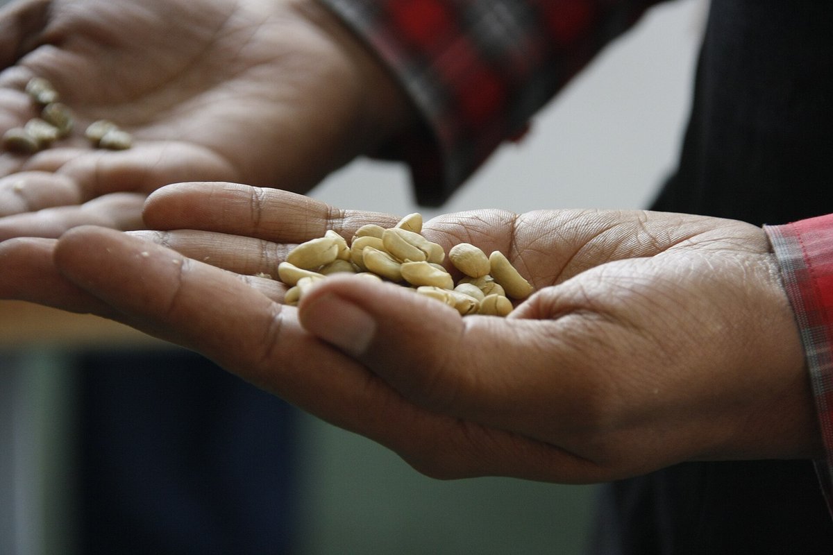Two cupped hands holding a small sample of pale green coffee beans for inspection