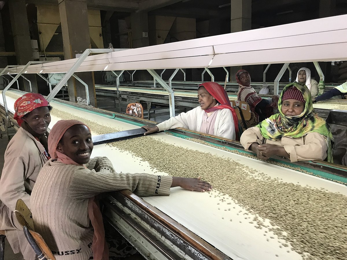 Women seated along a long sorting table, picking through a moving layer of green coffee by hand