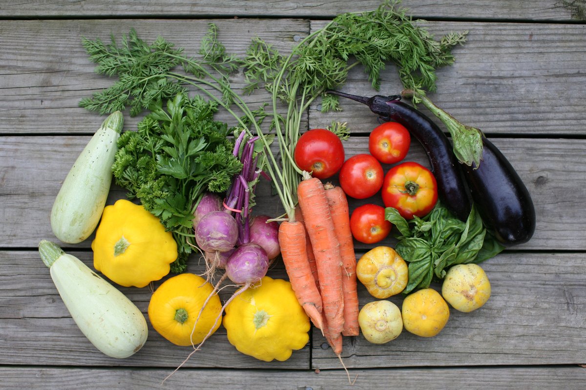 A CSA week-nine haul on a weathered wooden table: zucchini, yellow pattypan squash, carrots, radishes, tomatoes, an eggplant and herbs