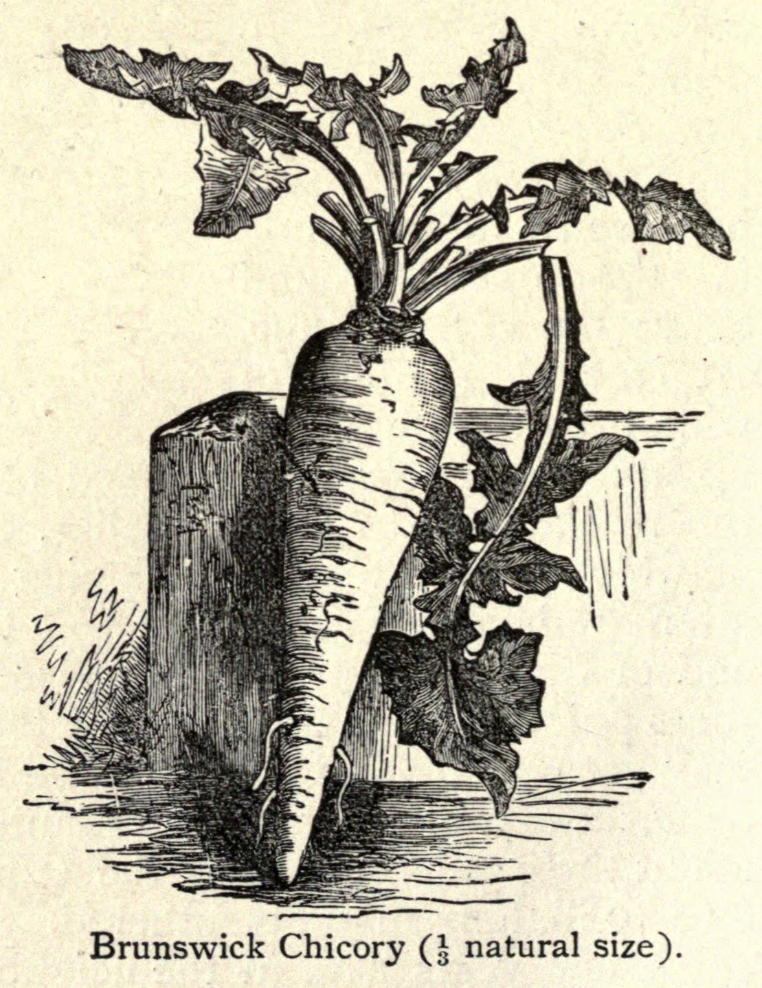 A nineteenth-century engraving of a whole Brunswick chicory plant, with a long, thick tapering root, labelled "Brunswick Chicory (½ natural size)"