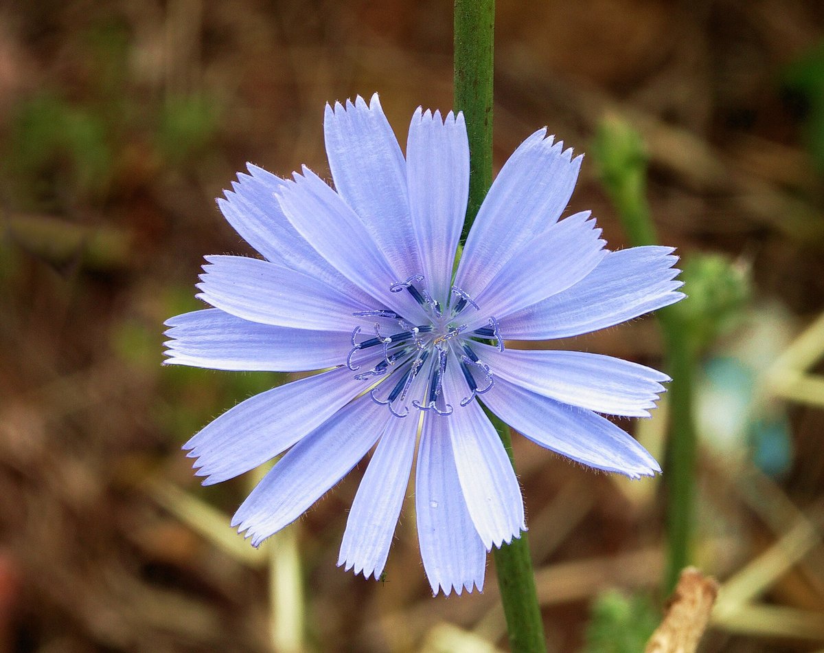 A blue chicory flower with ragged-ended petals, on a stem in summer