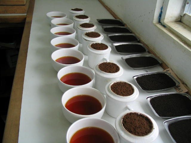 A long white table with a row of white cups of brewed coffee, a row of cups of ground coffee and a row of trays of roasted beans