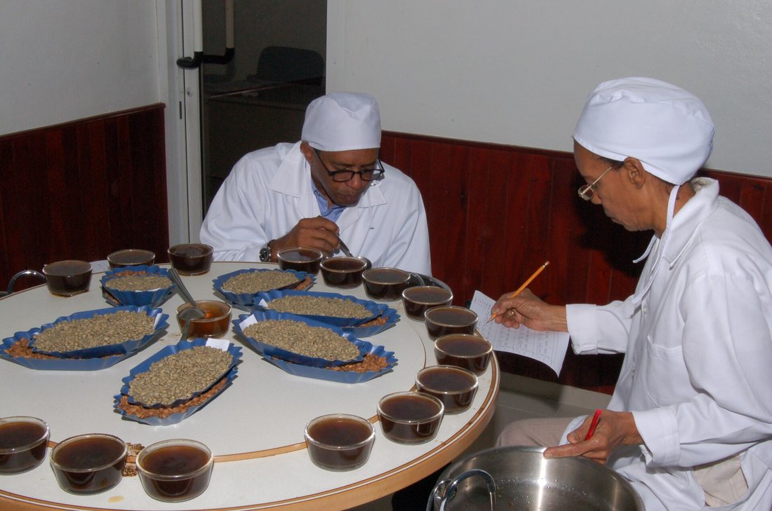 Two graders in white coats at a round cupping table in the Dominican Republic, a ring of glass cups around trays of green coffee, one writing on a score sheet
