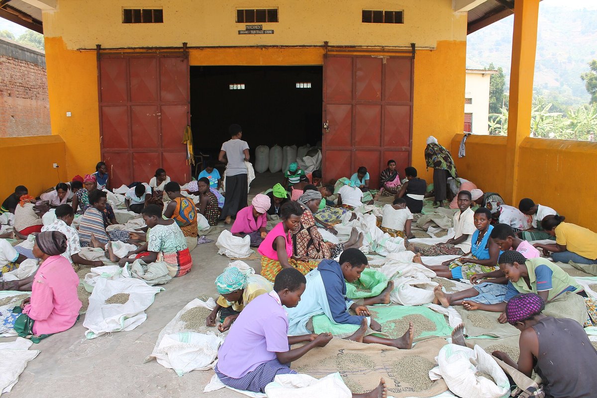Dozens of women sitting on the ground under a large open shed, sorting heaps of dried parchment coffee by hand