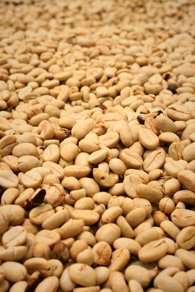 A close view of dried coffee in parchment: pale, straw-coloured hulled seeds with a papery surface, heaped together