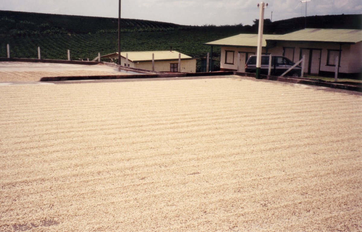 Coffee spread out in a thin pale layer across a large concrete drying patio, with low farm buildings and a hillside behind