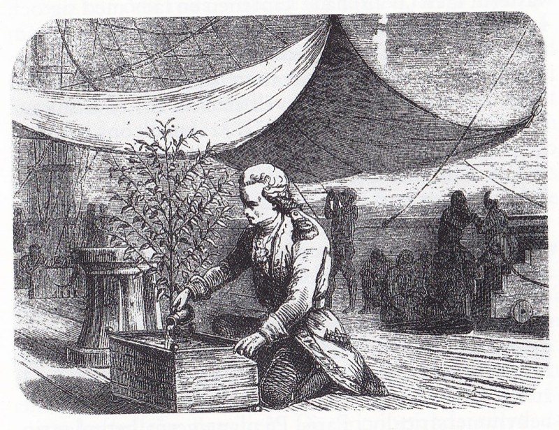 De Clieu and the seedling, as the story likes to be drawn: a man on a becalmed deck, sharing his water ration with a plant. Told by de Clieu himself, so enjoy it at arm's length — but the plant did arrive