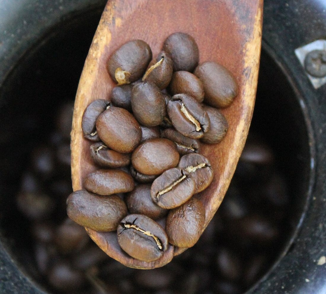 A spoonful of beans lifted out of a home roaster at a light-medium roast, pale-brown with the center crease still showing