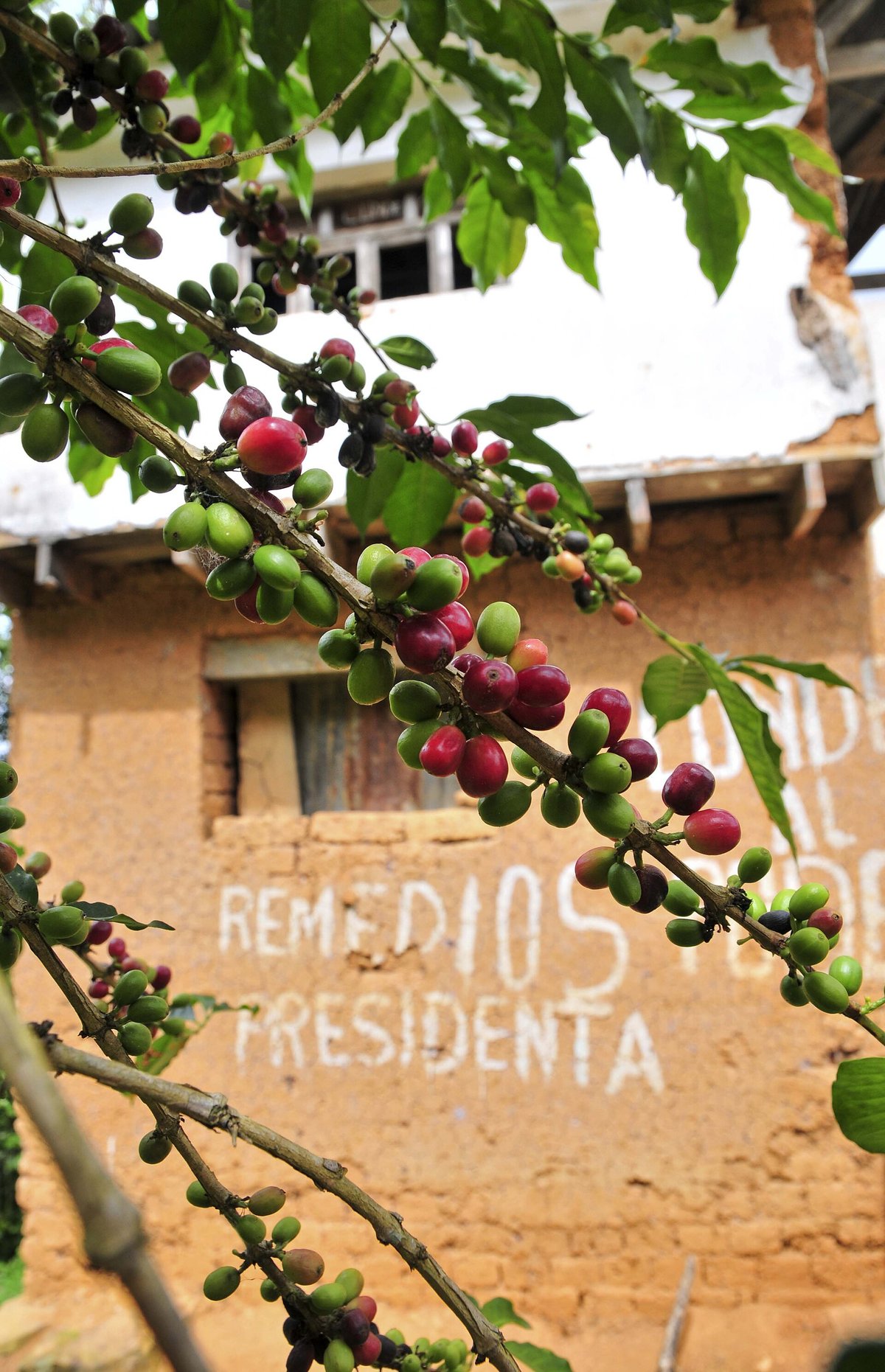 Ripe red and unripe green coffee cherries on a branch in front of a whitewashed adobe wall in Caranavi, Bolivia