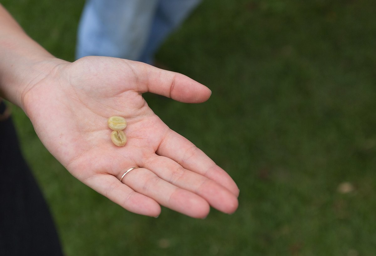 A hand holding three pale green coffee beans over a lawn