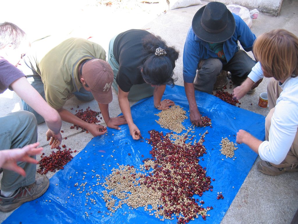 A group of people crouch around a blue tarpaulin spread with red coffee cherries and pale pulped beans, sorting them by hand