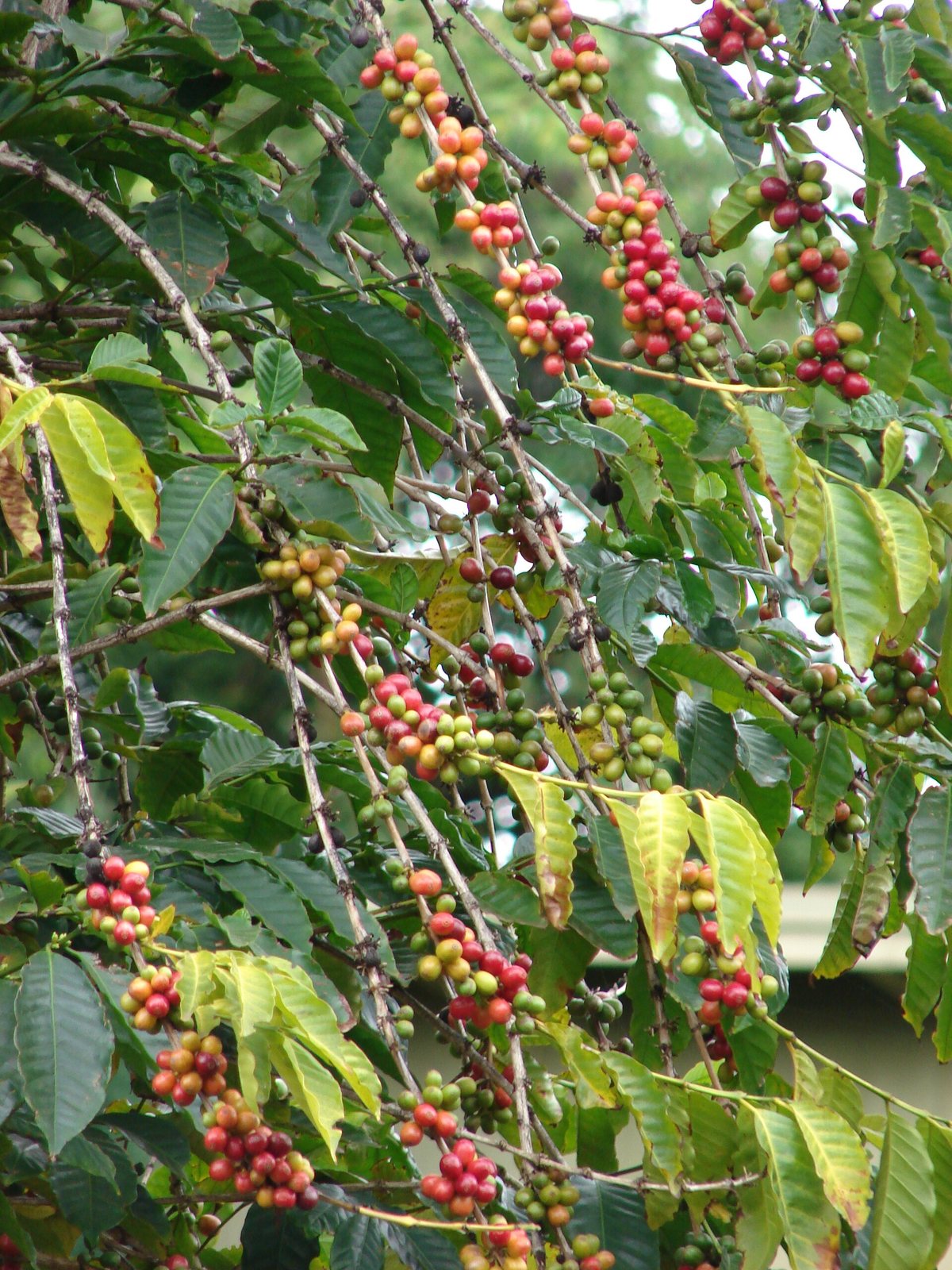 A hand of ripe red coffee cherries on the branch, with green unripe cherries behind them