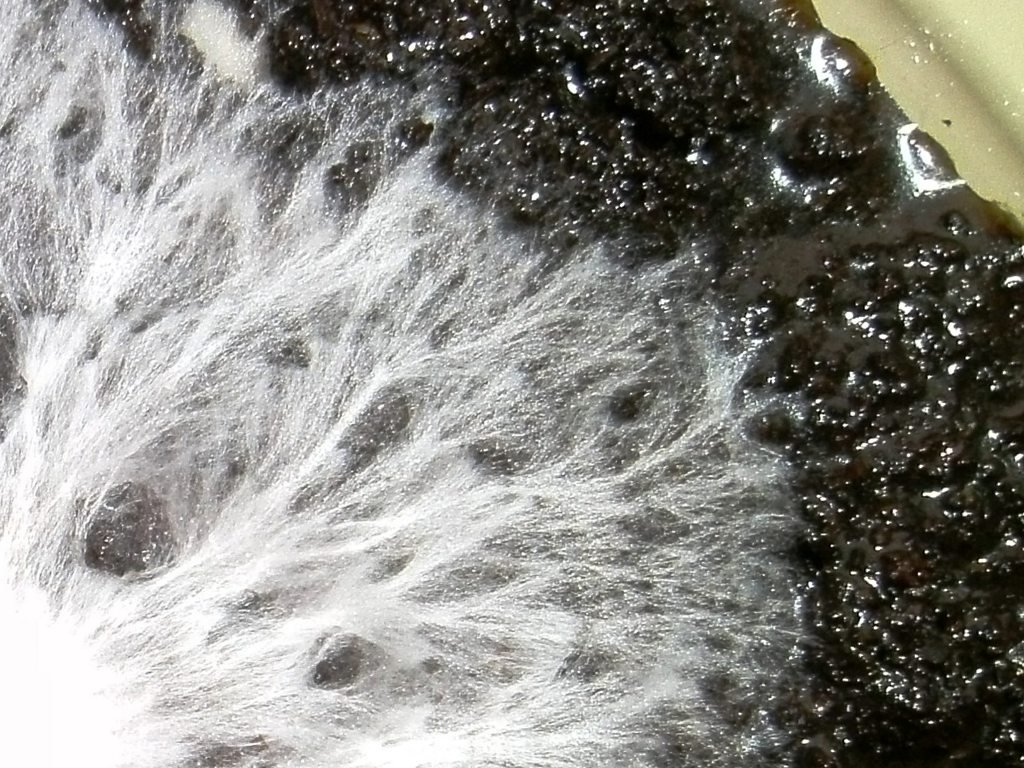 White oyster mushroom mycelium spreading in fine threads across dark, wet coffee grounds in a petri dish