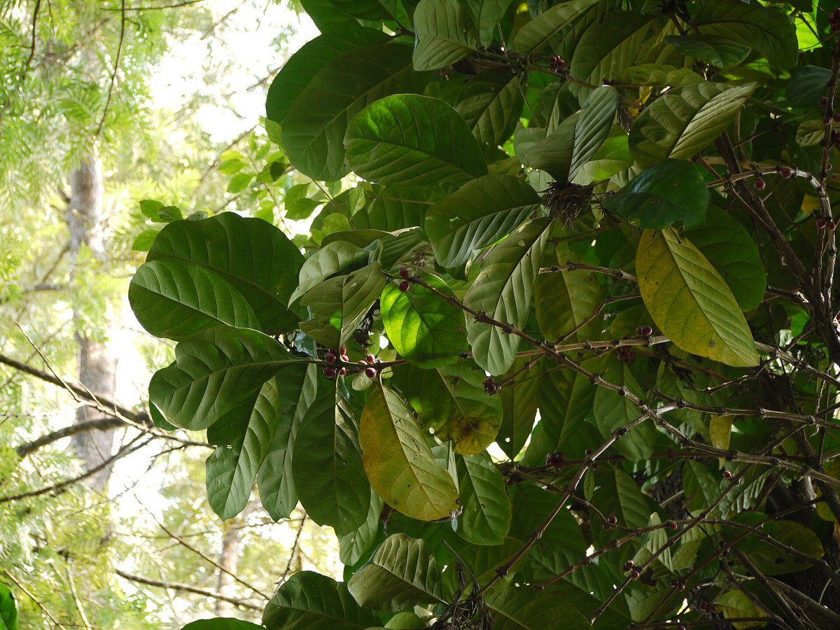 A branch of Coffea liberica with large glossy leaves and clusters of green and yellowing coffee cherries