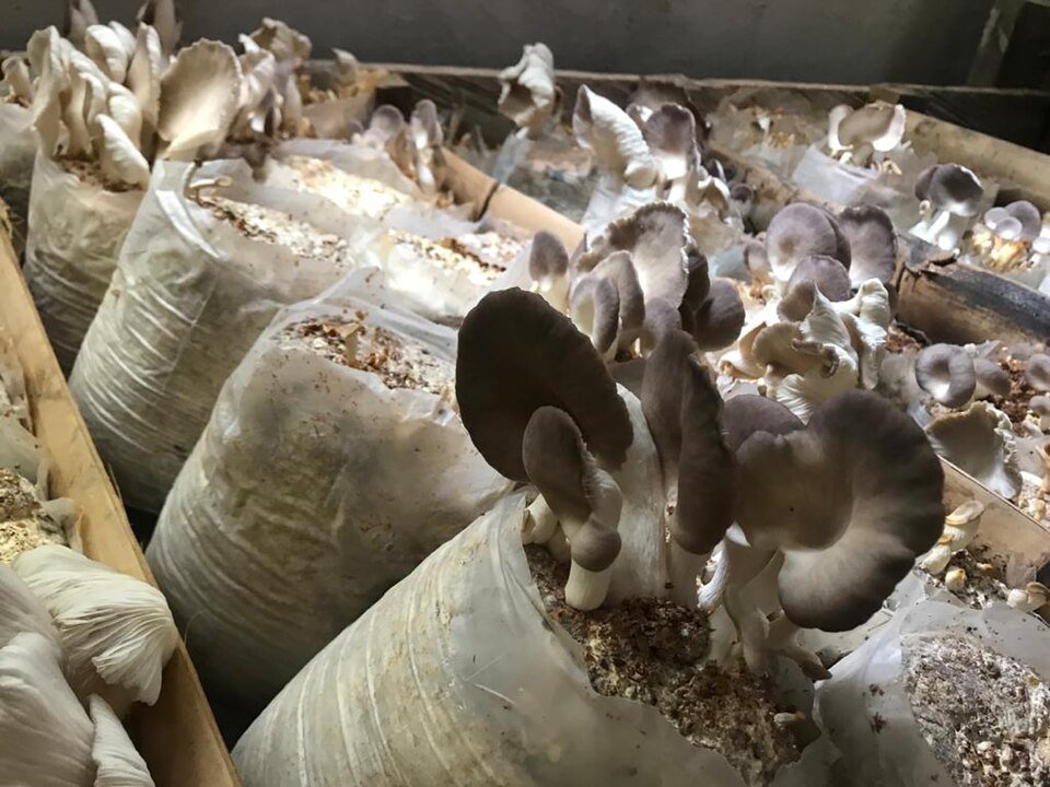 A row of plastic grow bags packed with pale substrate, grey oyster mushrooms bursting out of the openings