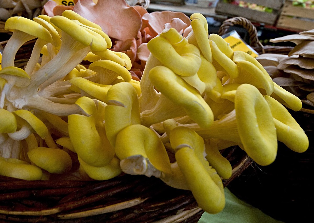 A basket of bright yellow golden oyster mushrooms in clusters at a market stall