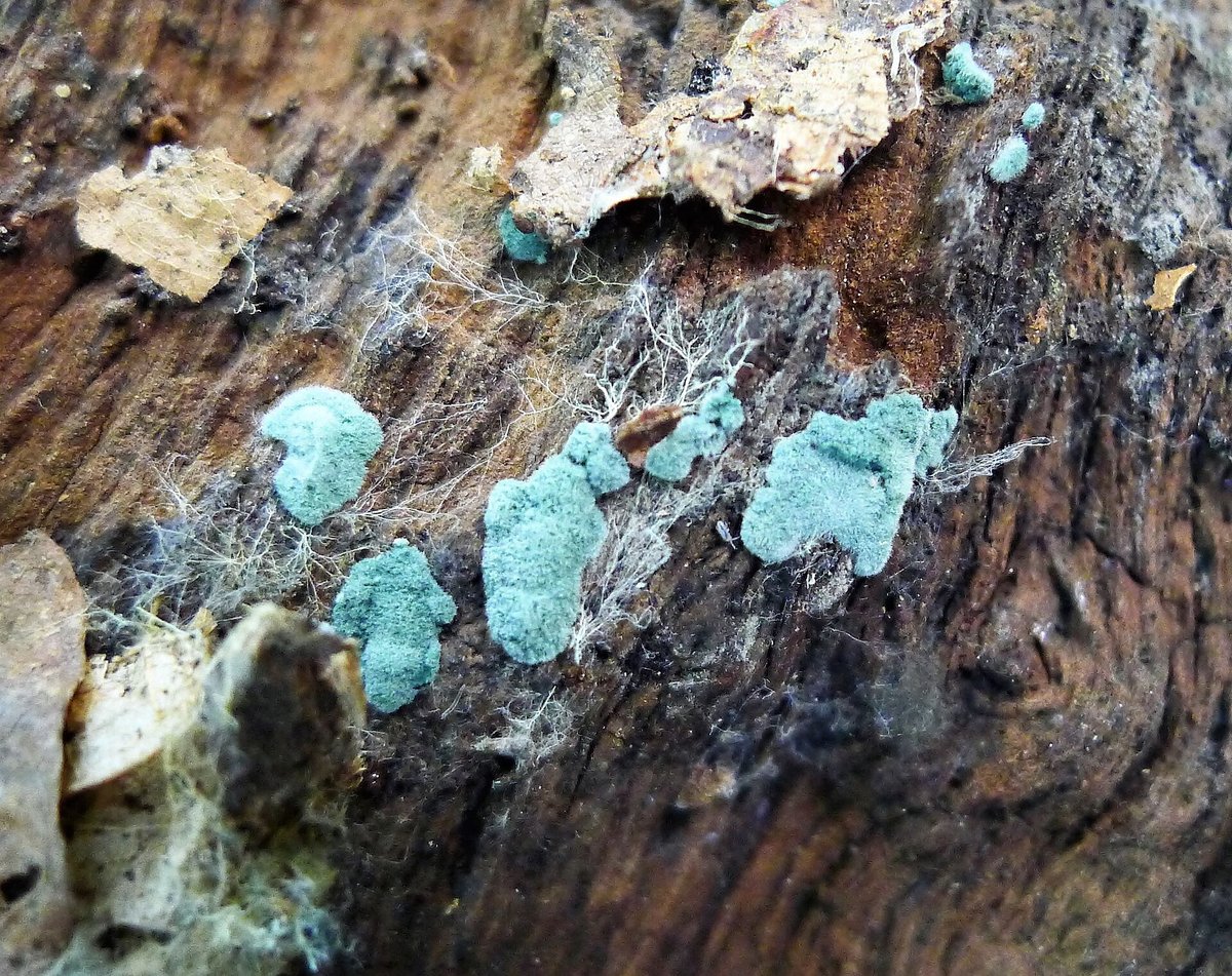 Bright blue-green patches of Trichoderma mould spreading over a piece of decaying wood