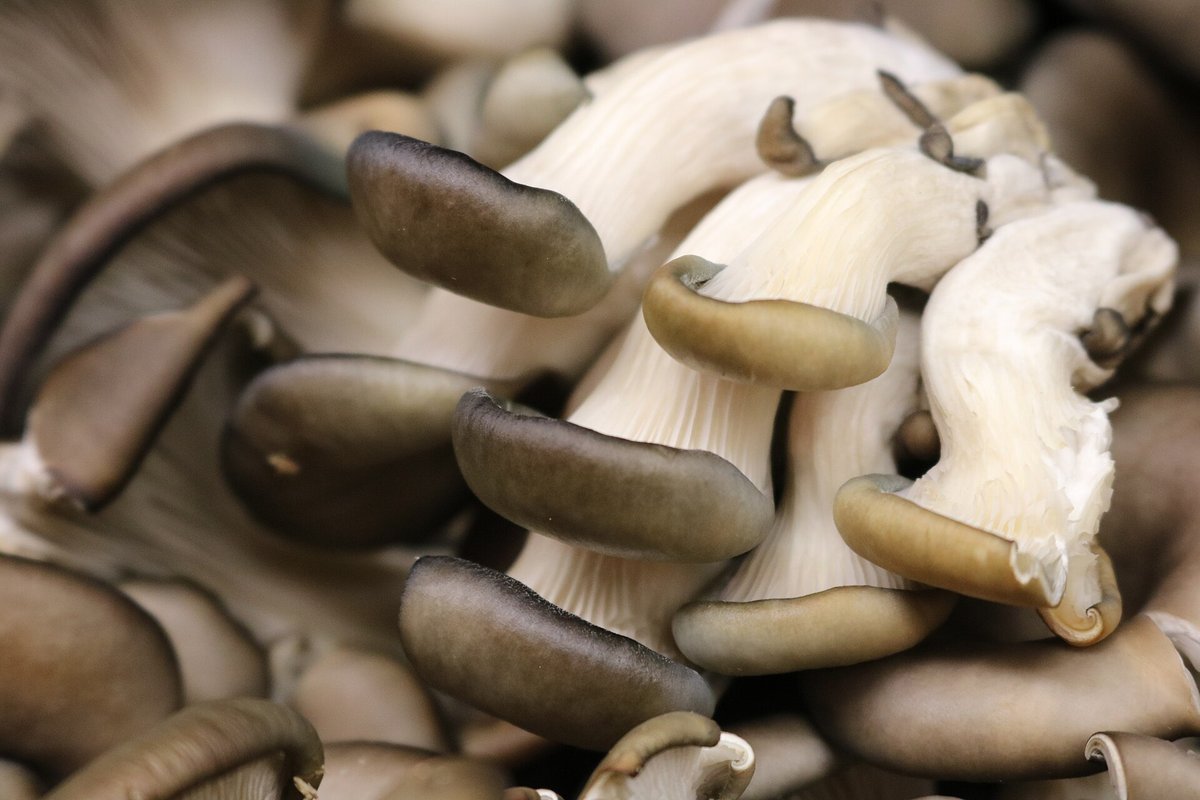 A heap of grey oyster mushrooms with smooth dark caps and pale gills running down short stems