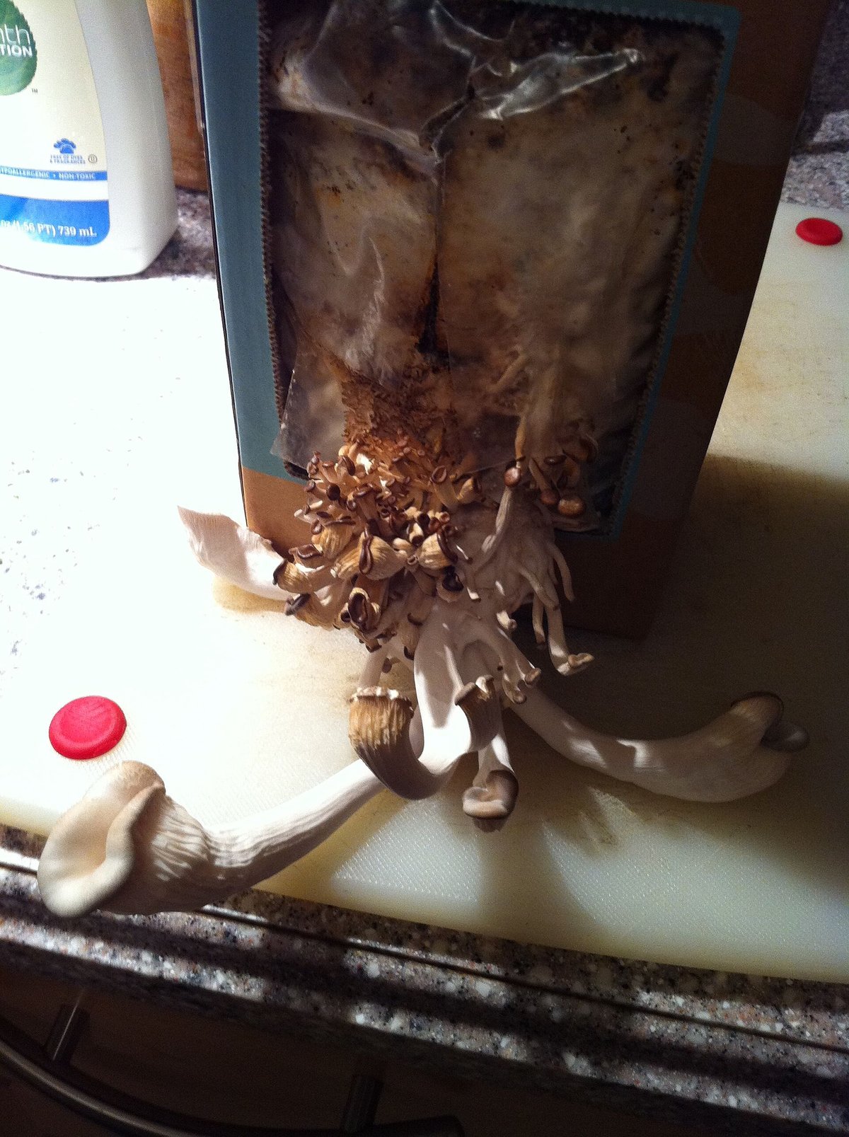 A home mushroom-growing kit: a box opened at the front, a cluster of pale oyster mushrooms growing out of the bag inside