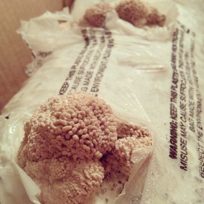 A plastic bag torn open at one corner, a dense cluster of tiny pale mushroom pins bursting from the white substrate