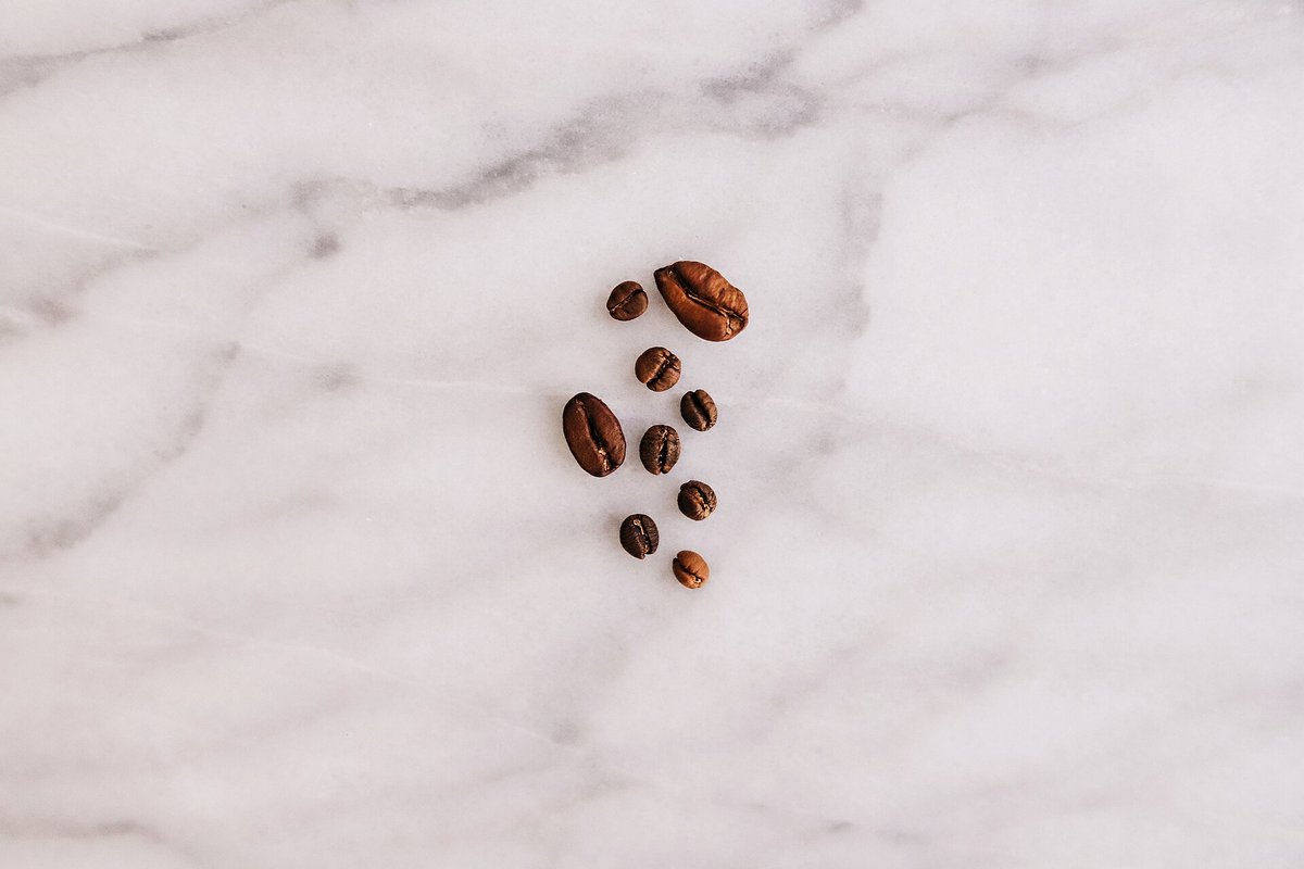 Three groups of roasted coffee beans on white marble, from small to large: Coffea racemosa, Coffea liberica and Coffea arabica