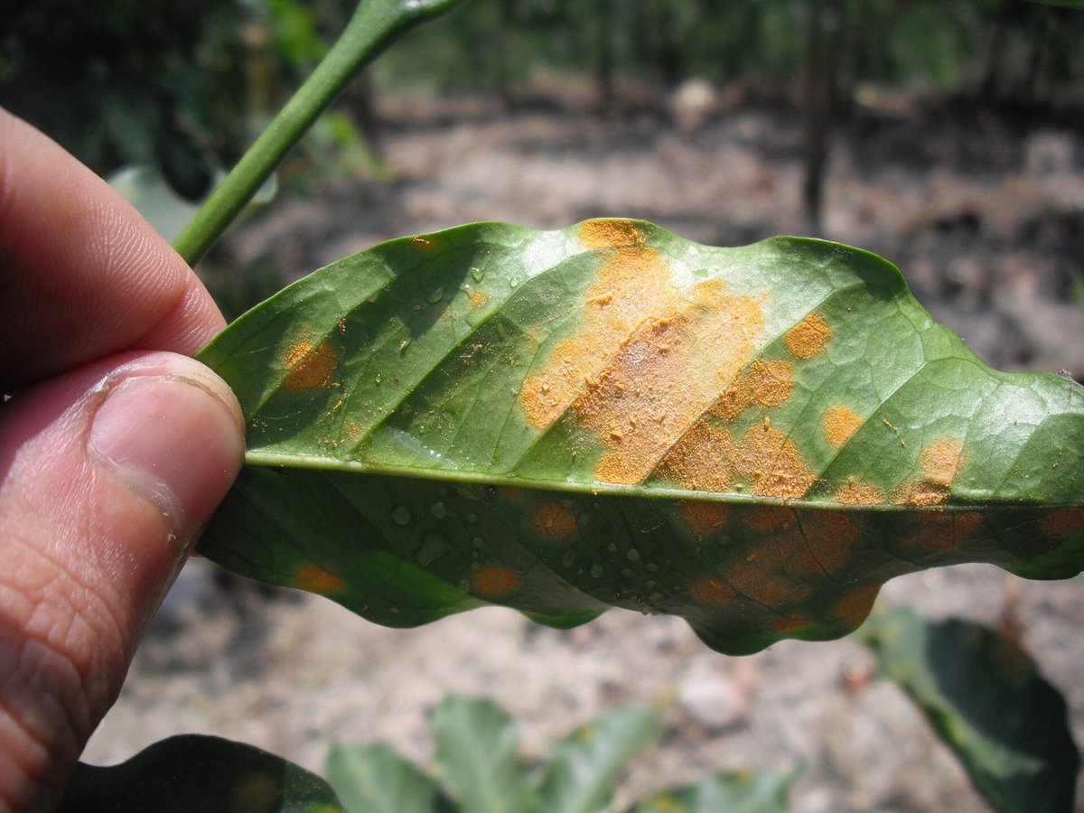A coffee leaf with orange-yellow powdery patches of coffee leaf rust on its upper surface, held in a hand, photographed in north-west Rwanda