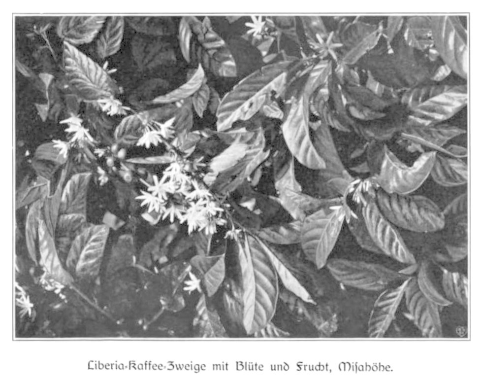 A black-and-white 1904 photograph of a Liberia coffee branch with flowers and fruit, from a German colonial agricultural report on Misahöhe, Togo