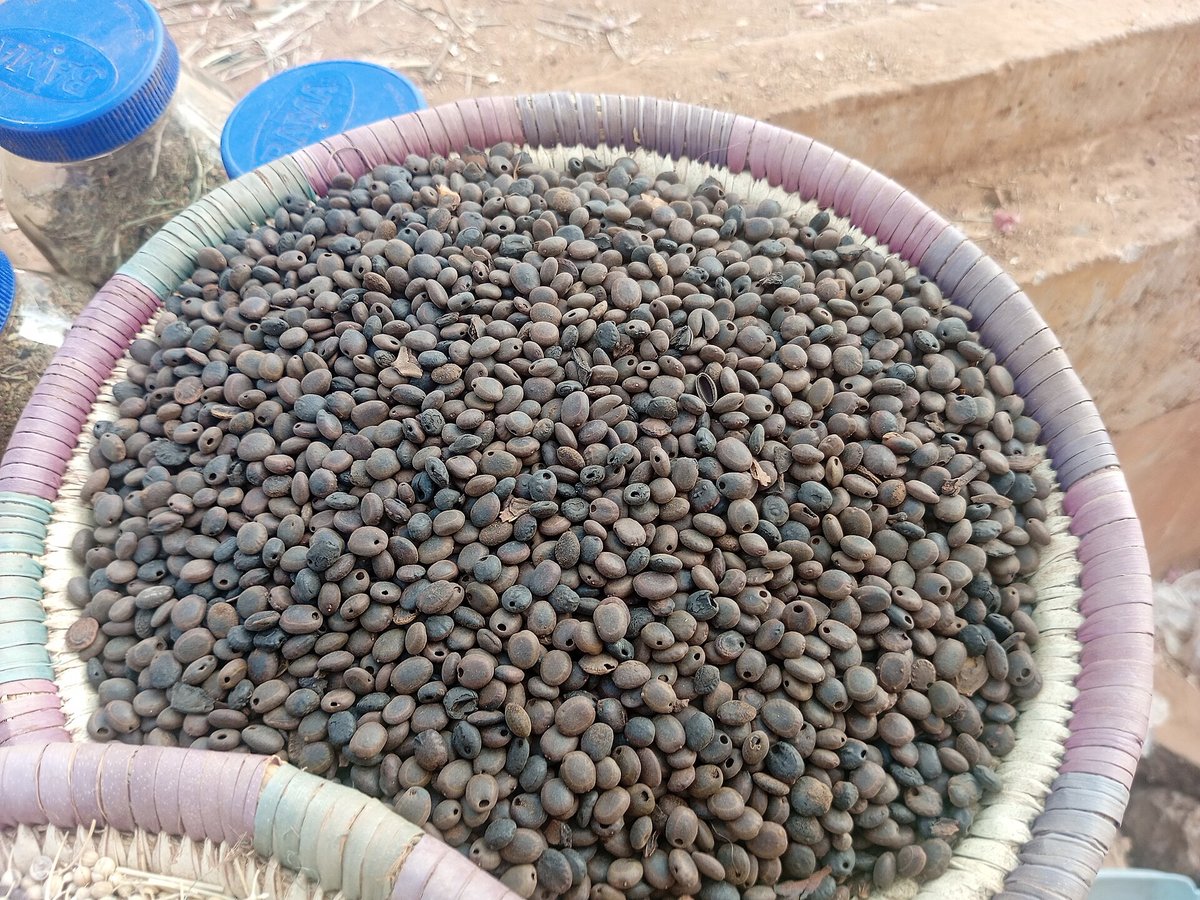 A pile of large, uneven green Liberica coffee beans in a woven basket at a market in Kaduna, northern Nigeria