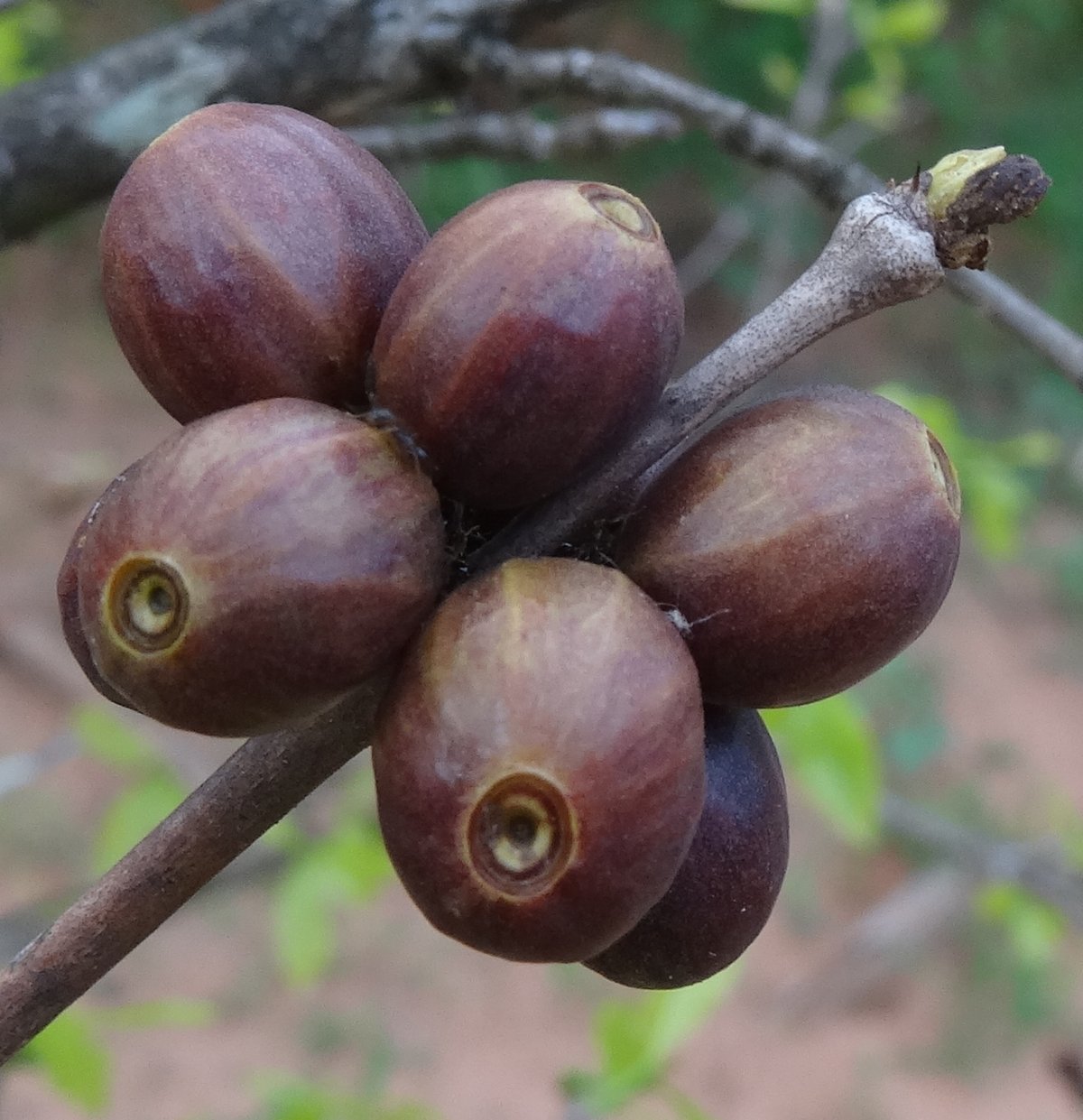 A cluster of shiny dark purple-brown Coffea racemosa berries on a twig