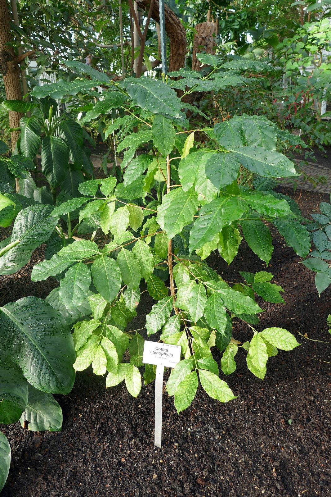A young coffee plant growing in a bed at the Berlin botanic garden, with a white label at its base reading Coffea stenophylla
