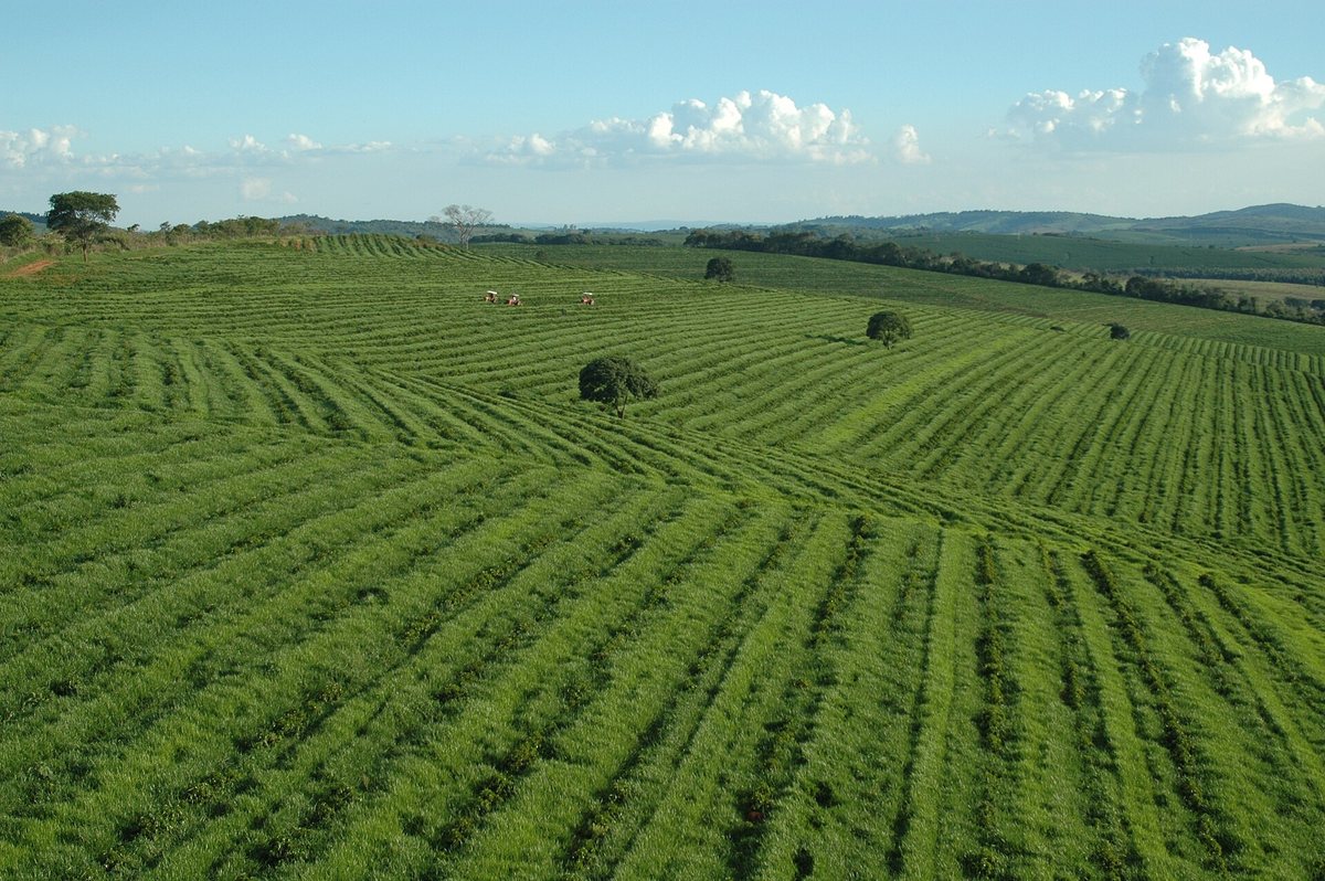 Brazil's answer to the Bean Belt: rows to the horizon on ground flat enough to drive a harvester down. A third of the world's coffee looks like this, and it's why the commodity price is what it is