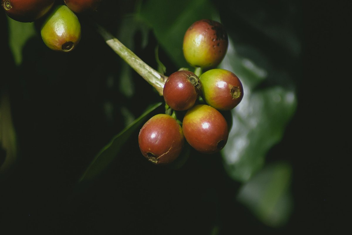 Ripe and unripe cherries on the same branch in the hills of Tamil Nadu. India has been growing coffee since Baba Budan's seven smuggled seeds — see the history