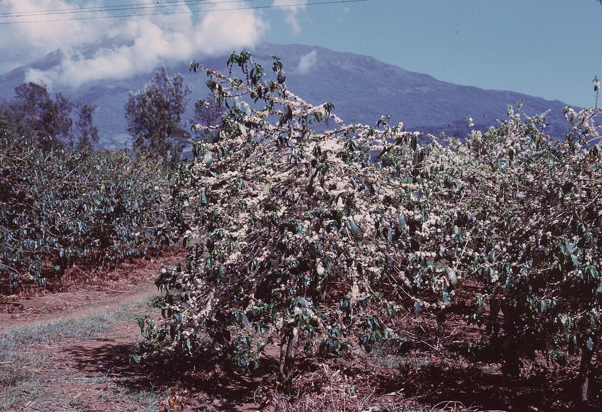 Coffee in flower on the slopes below Kilimanjaro. East Africa grows it where the plant started — high, cool at night, and volcanic underneath