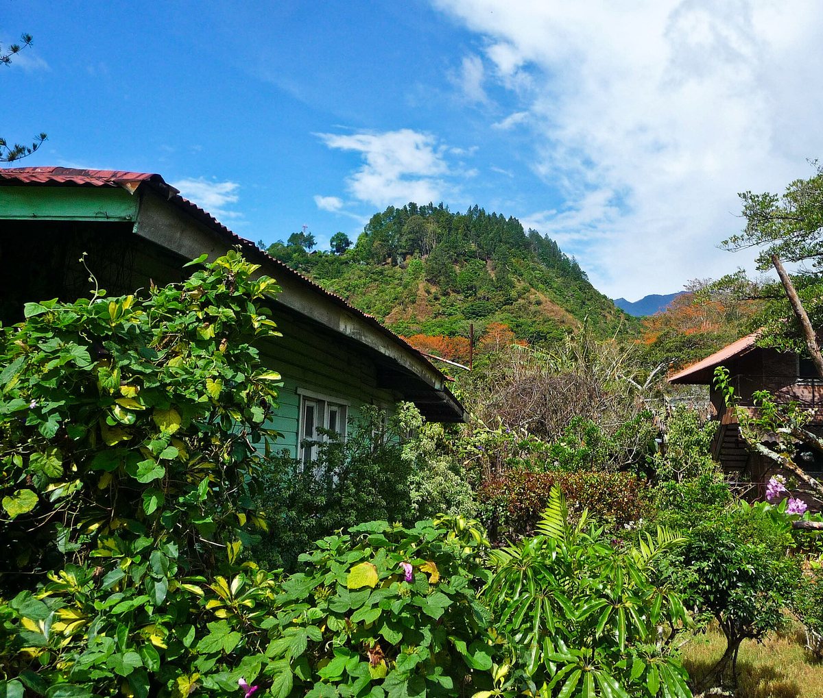 Boquete, Panama — coffee planted up the flanks of a volcano. Altitude here isn't a marketing number on the bag, it's the mountain you can see out the window