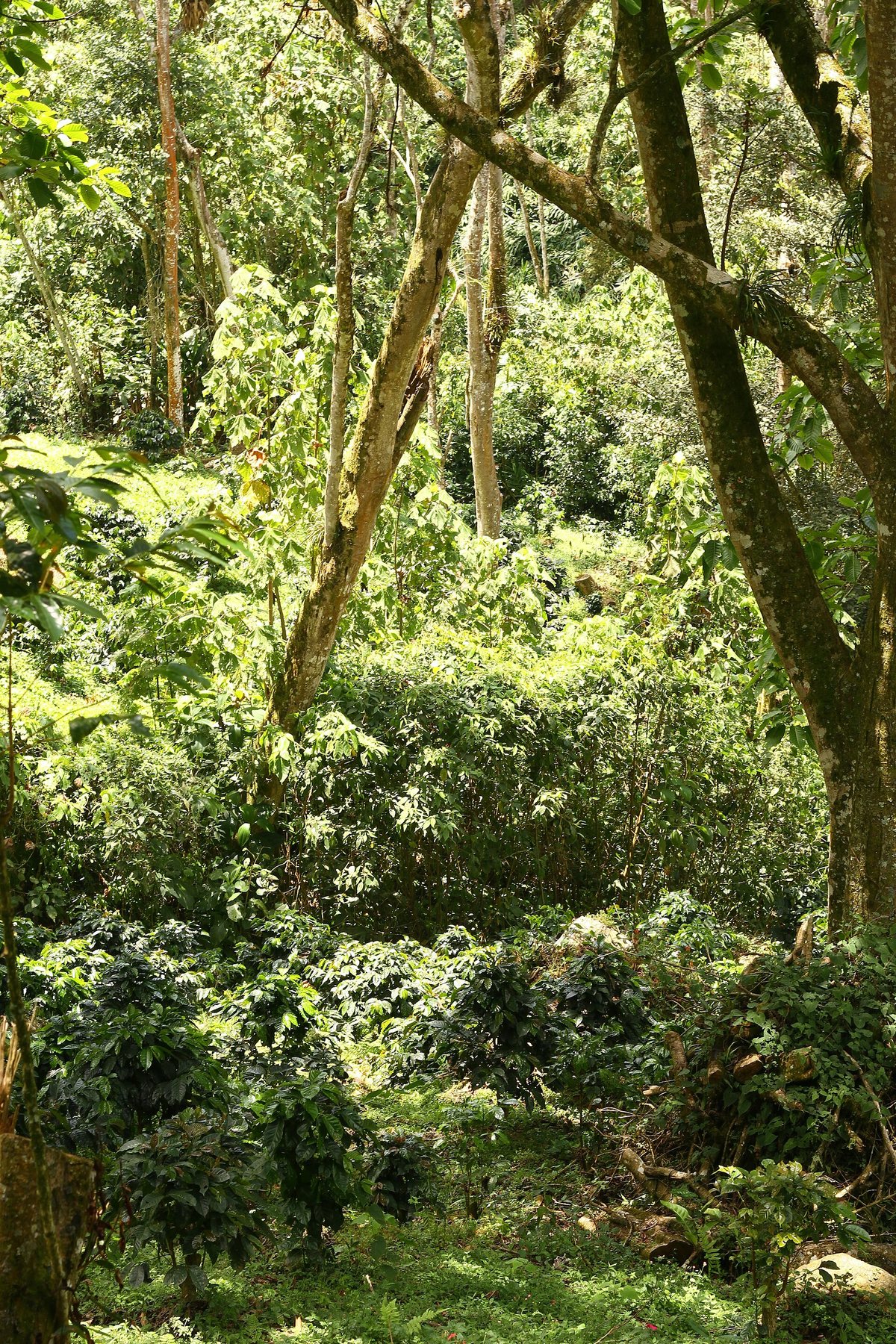 Shade-grown coffee under a canopy of taller trees — the arrangement the plant actually evolved for. The coffee is the low, dark-green understory