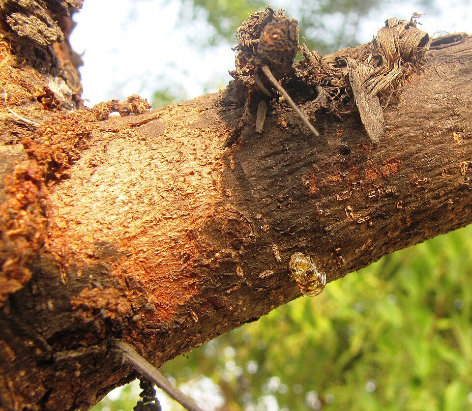 A branch of an acacia tree with a mass of amber gum seeping from a wound in the bark