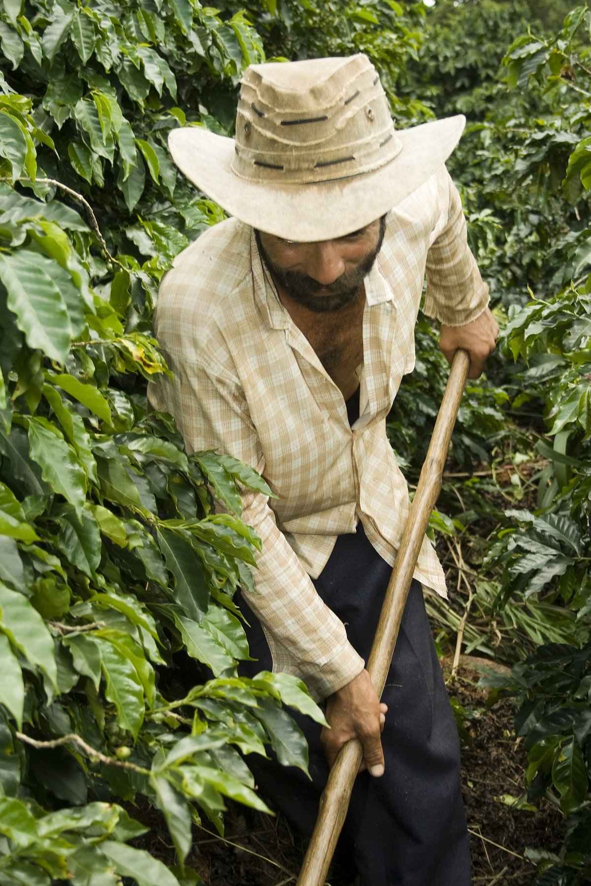 A man in a straw hat leans on a hoe between rows of coffee bushes heavy with leaves