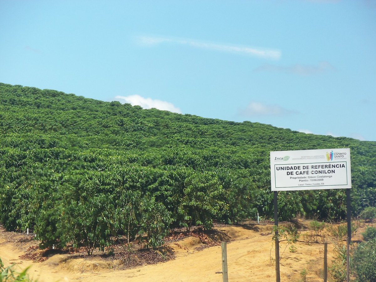 Rows of low, dense coffee bushes running up a sunny hillside in Brazil, with a sign at the field edge reading Unidade de Referência de Café Conilon